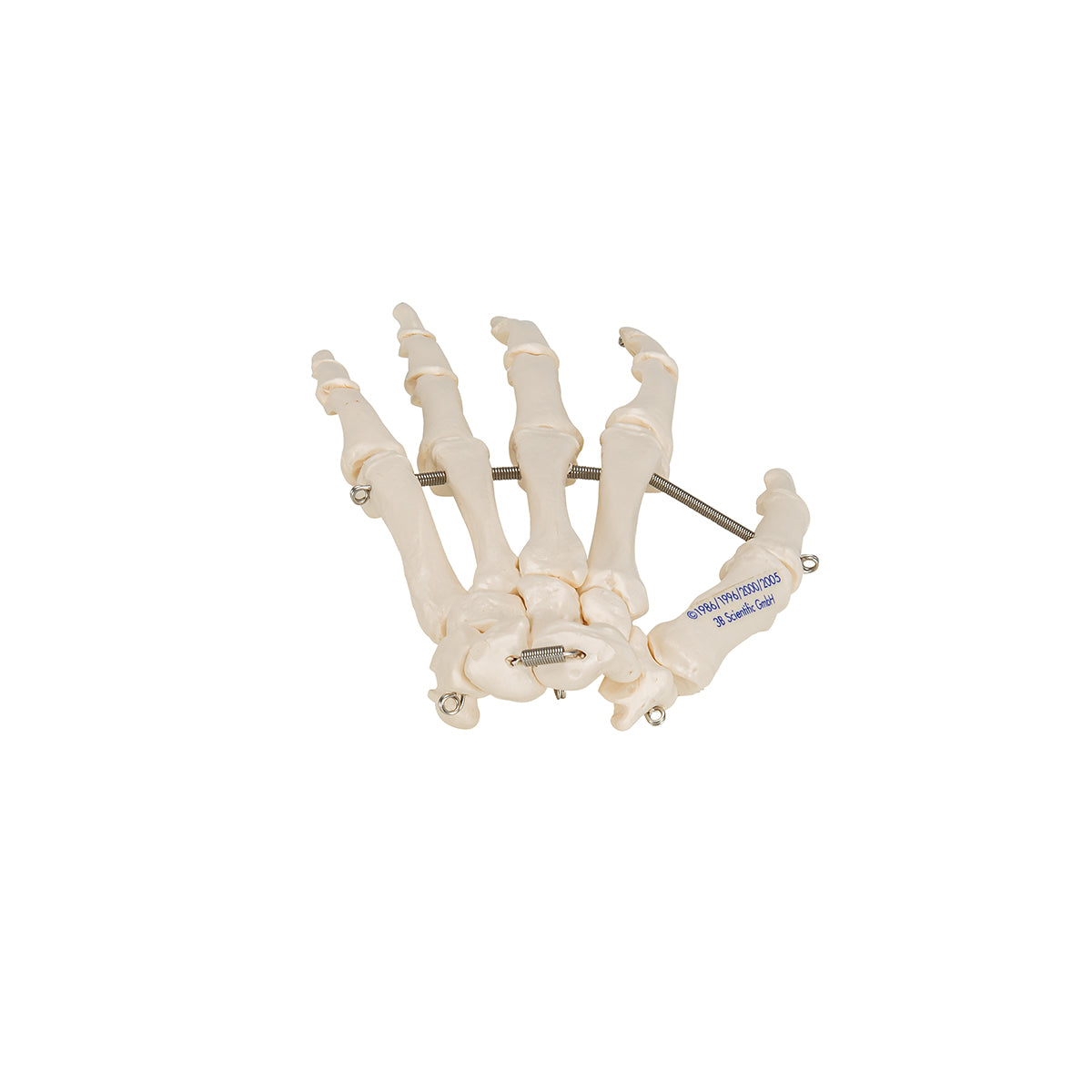Hand Skeleton - 3B Scientific A40, view 12