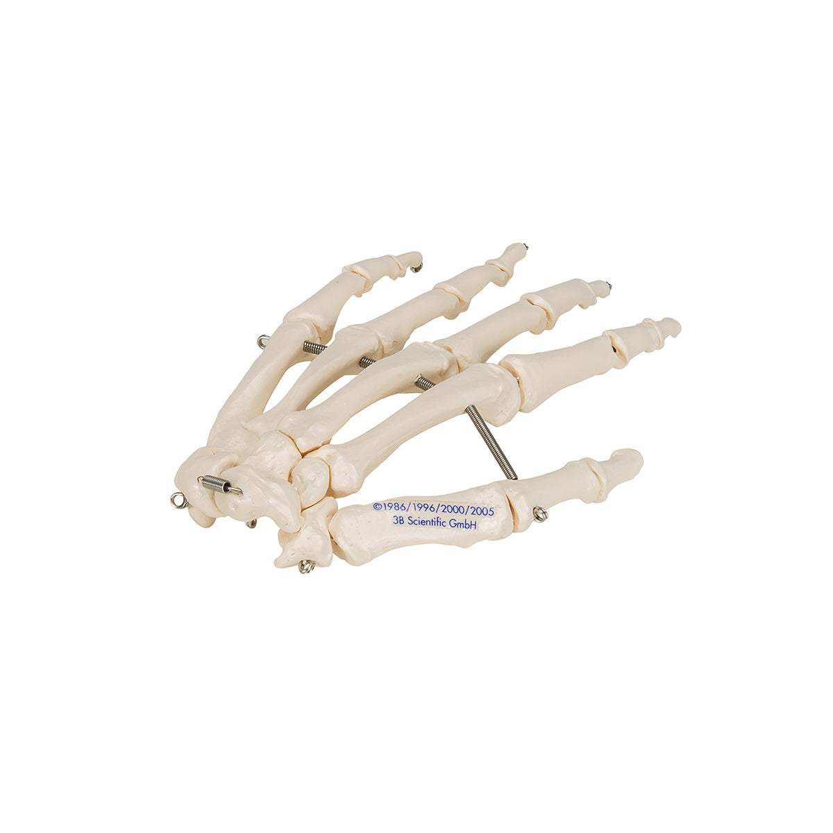 Hand Skeleton - 3B Scientific A40, view 13
