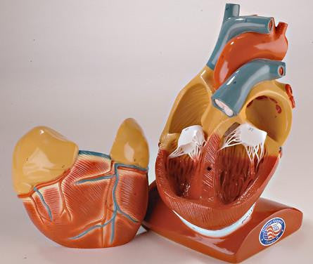 Giant Heart with Pericardium and Diaphragm - Denoyer Geppert