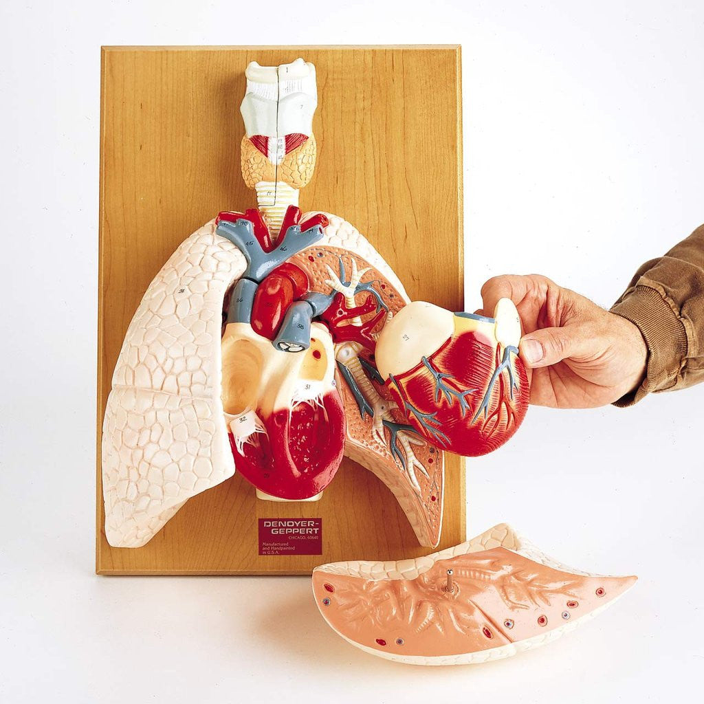 0192-00  Cardiopulmonary System (Heart and Respiratory Organs)