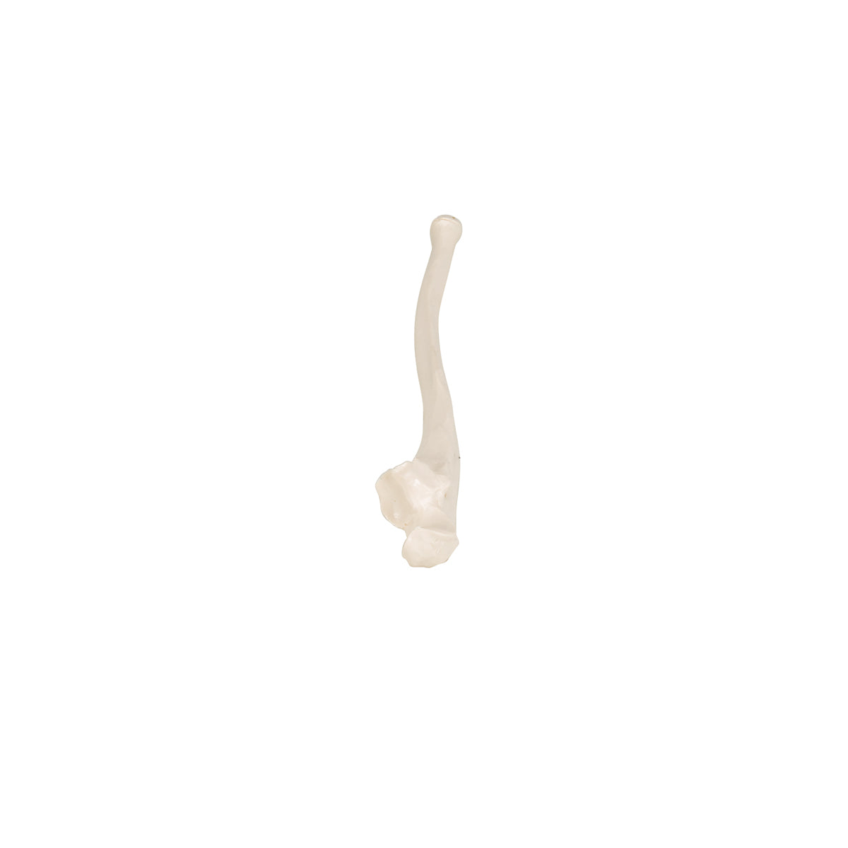 Human Ulna Model