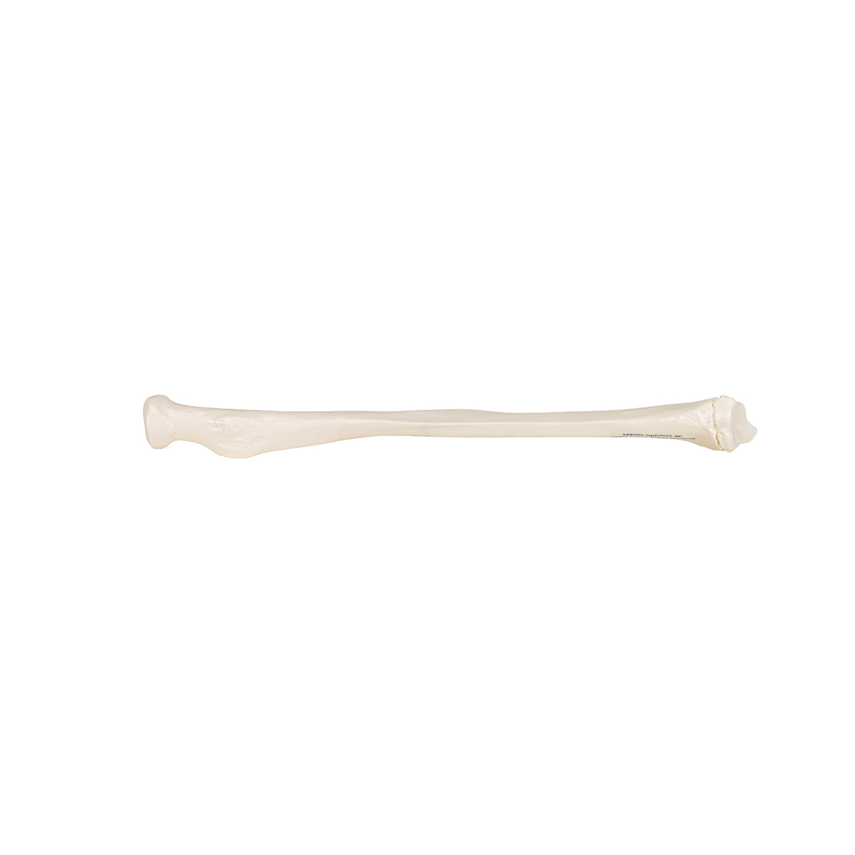Human Radius Model