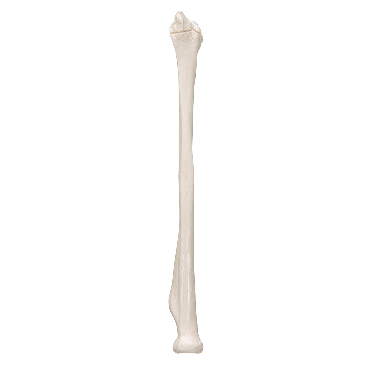 Human Radius Model