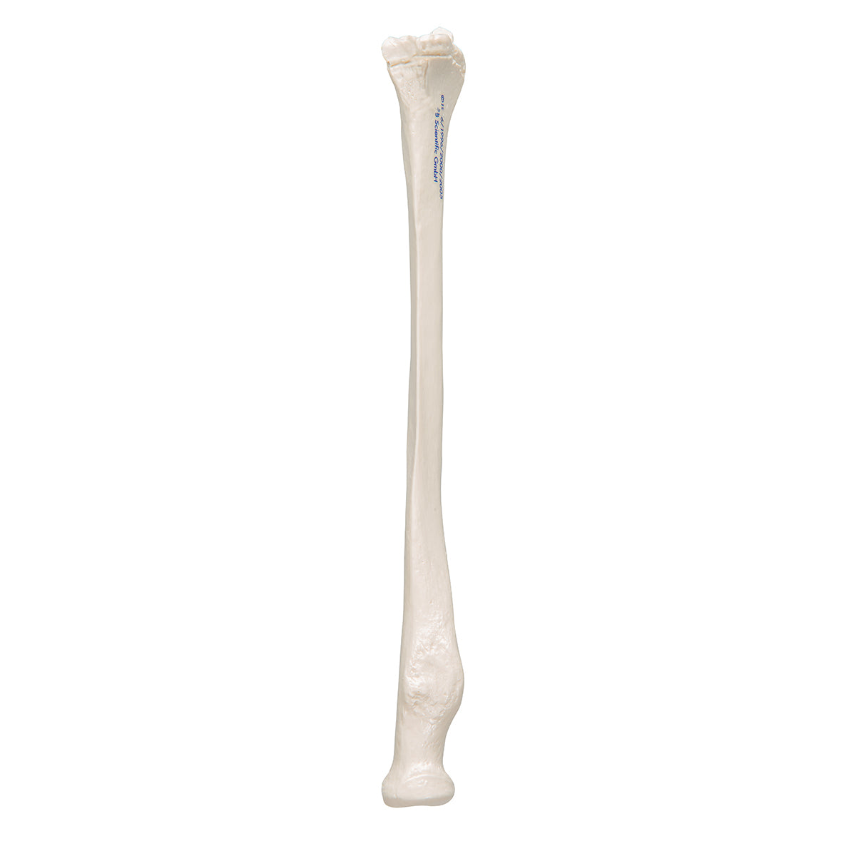 Human Radius Model