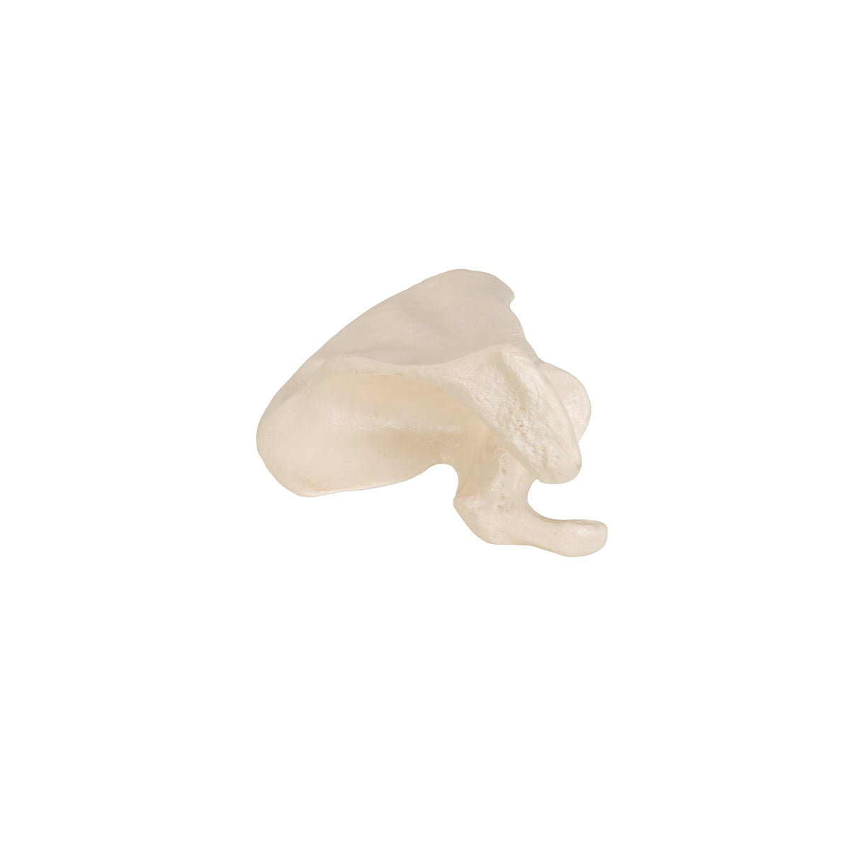 Human Scapula Model