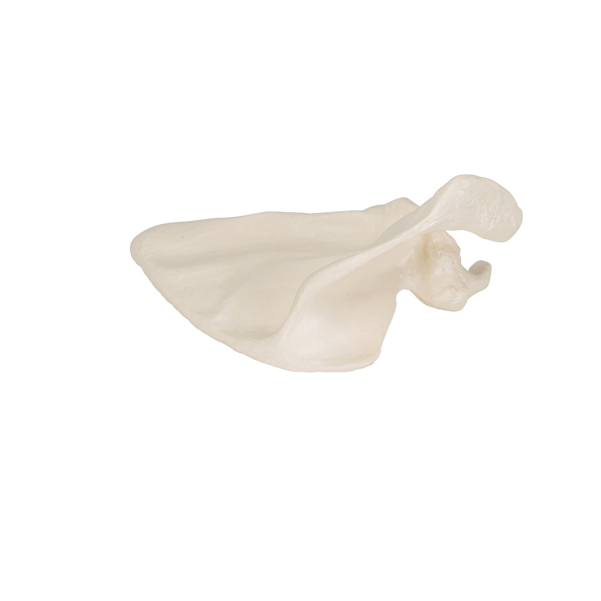Human Scapula Model