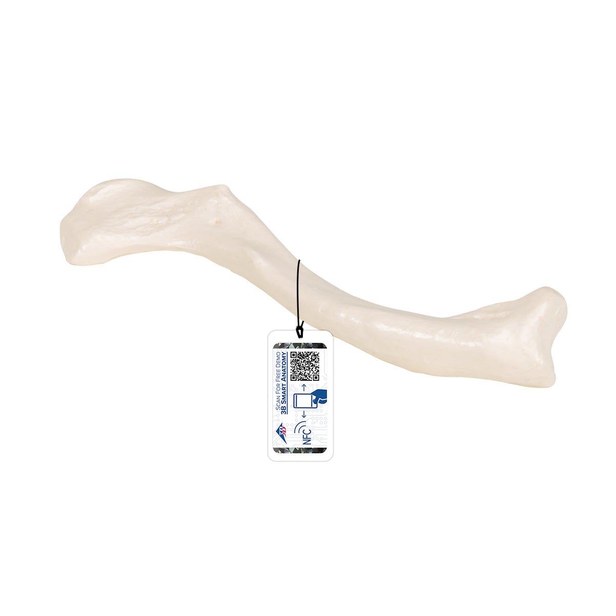 Human Clavicle Model A45/5 — 3B Scientific | Candent Canada