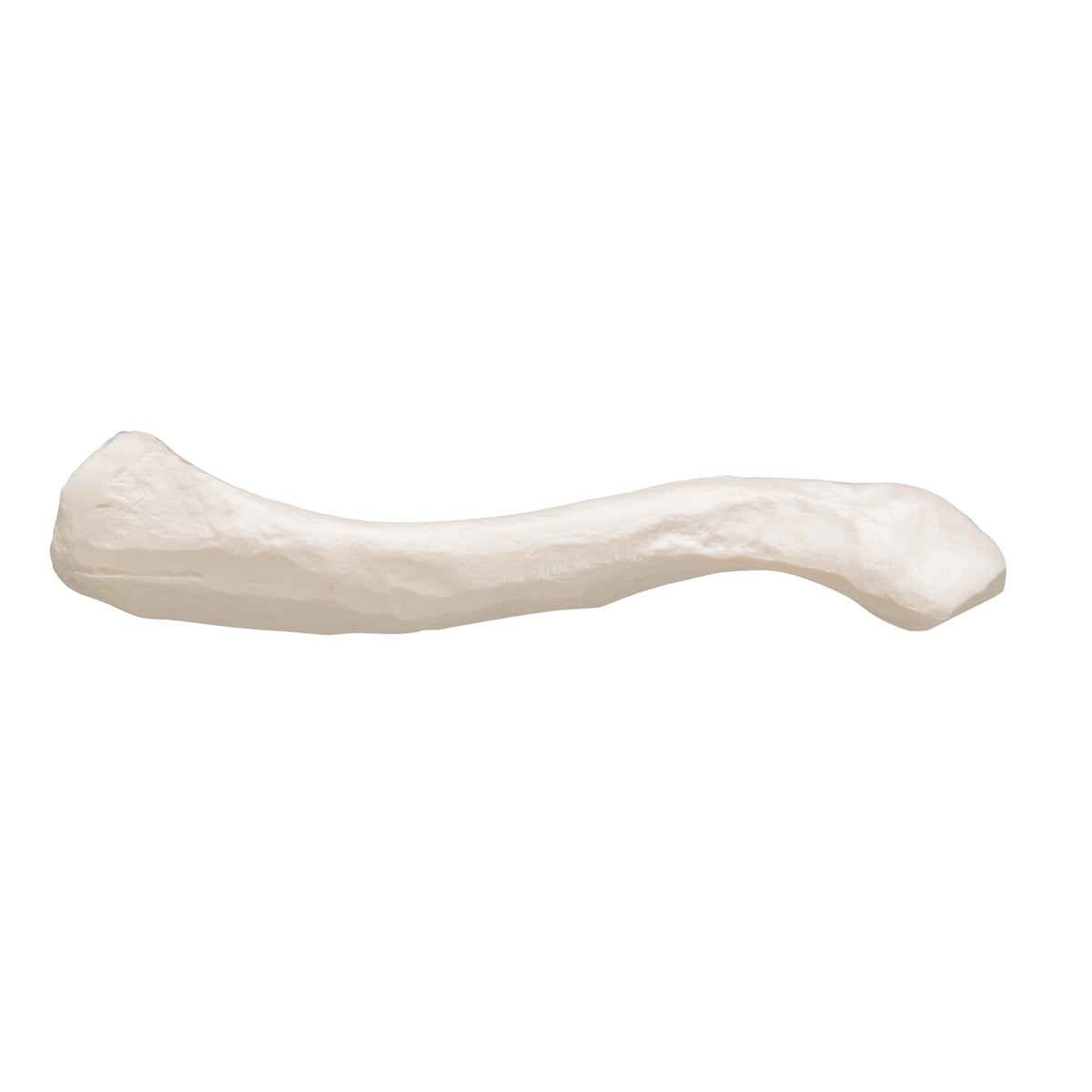 Human Clavicle Model