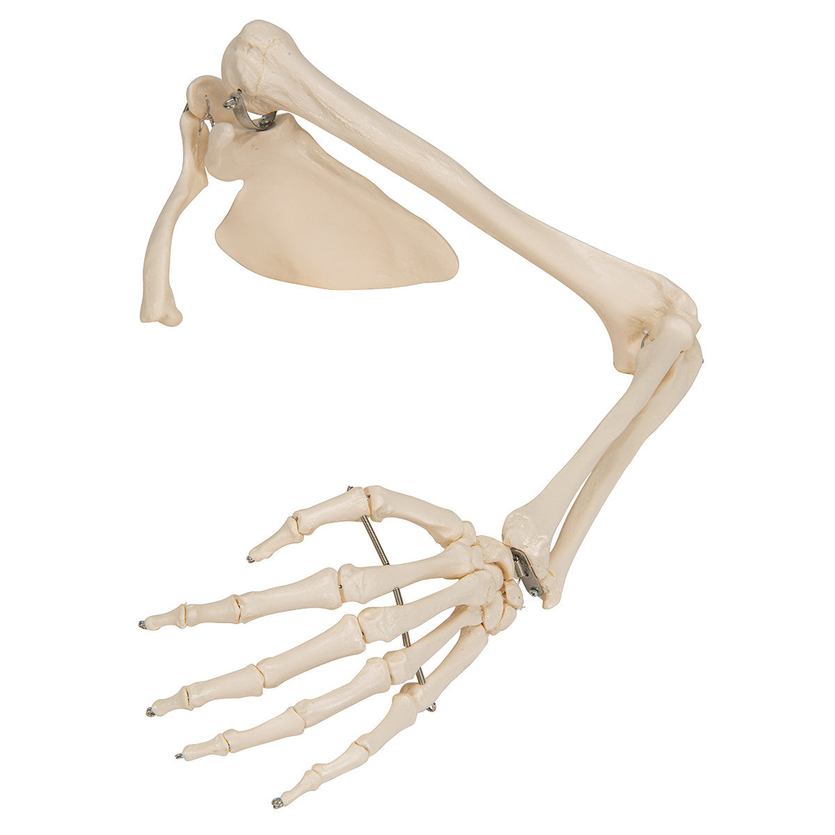 Arm Skeleton with Scapula and Clavicle