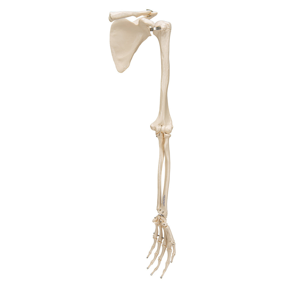 Arm Skeleton with Scapula and Clavicle