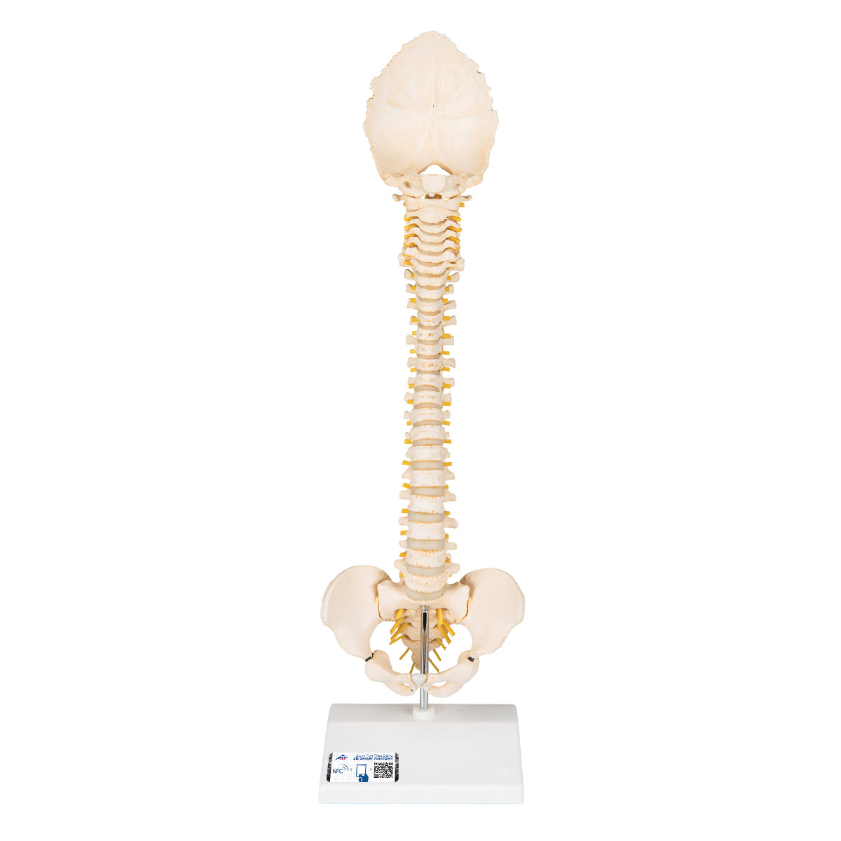BONElike Child's Vertebral Column Model - 3B Scientific A52, view 8