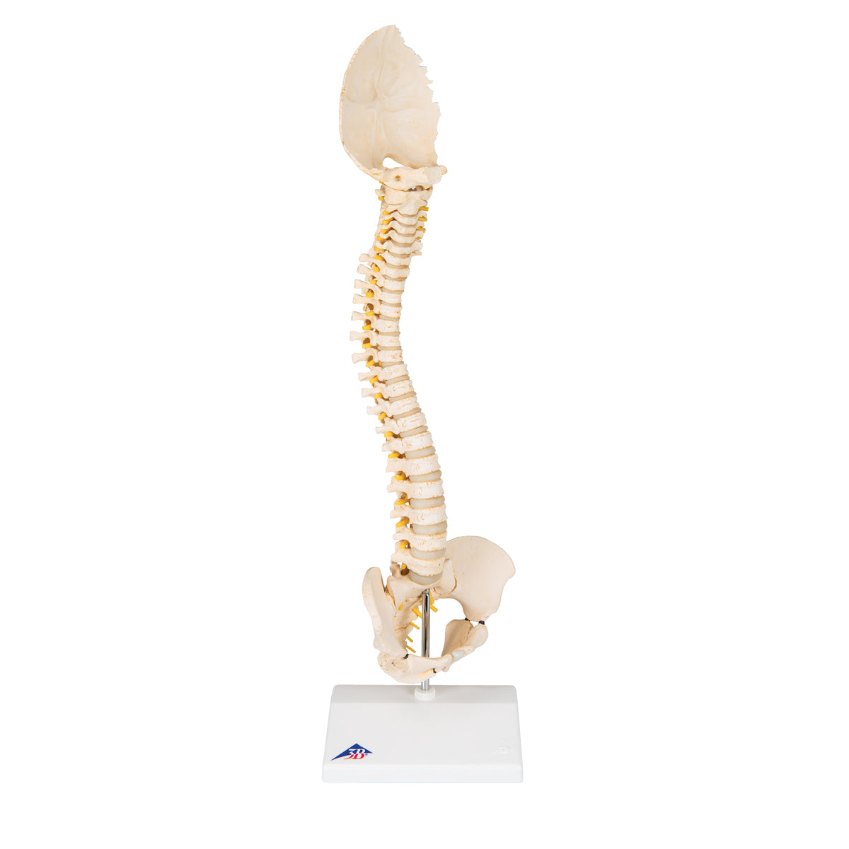BONElike Child's Vertebral Column Model - 3B Scientific A52, view 9