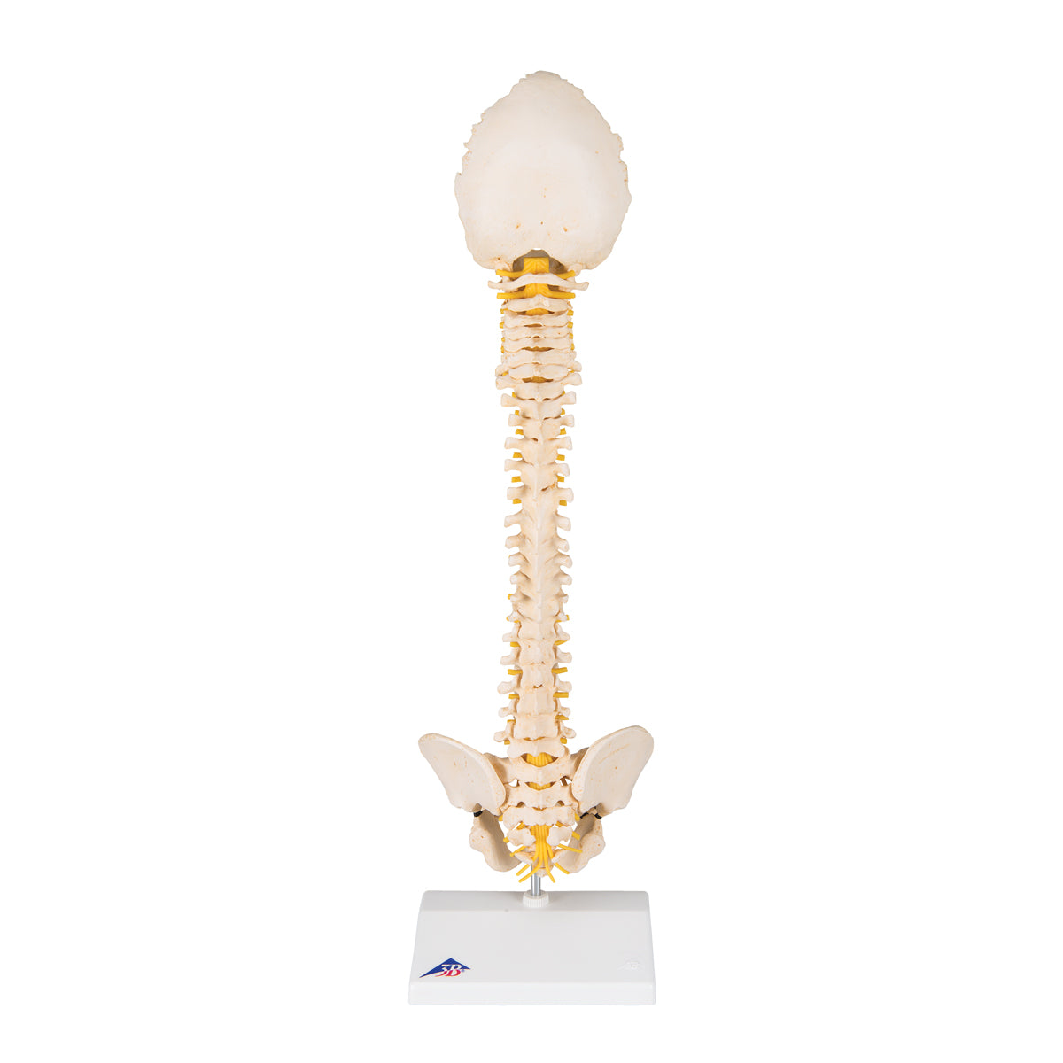 BONElike Child's Vertebral Column Model - 3B Scientific A52, view 10