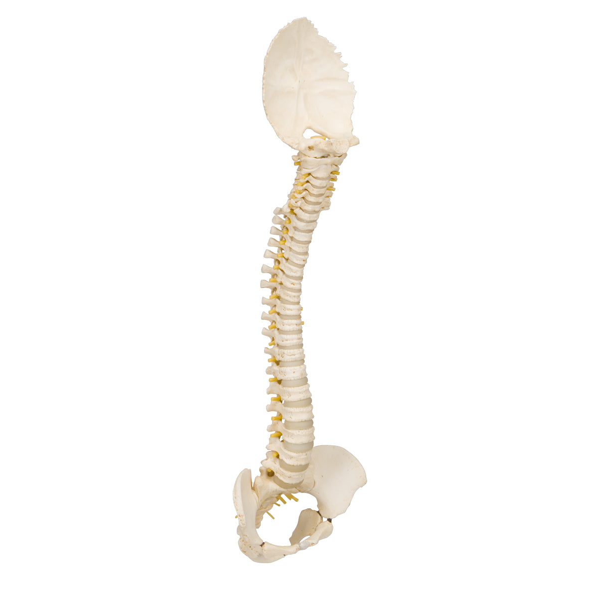 BONElike Child's Vertebral Column Model - 3B Scientific A52, view 11