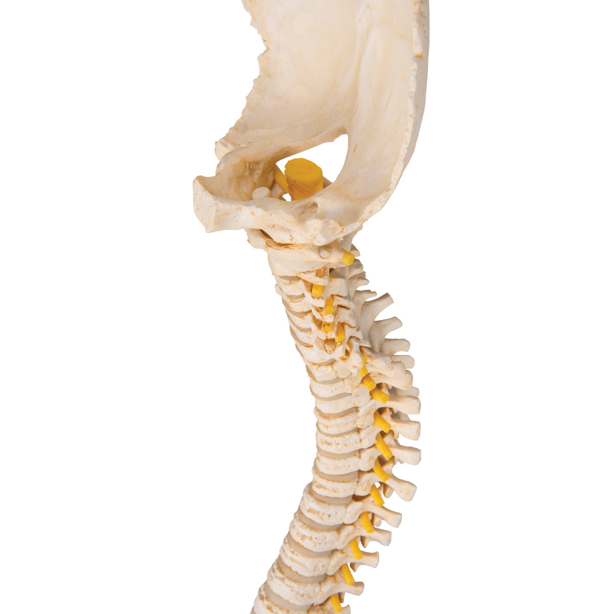BONElike Child's Vertebral Column Model - 3B Scientific A52, view 12