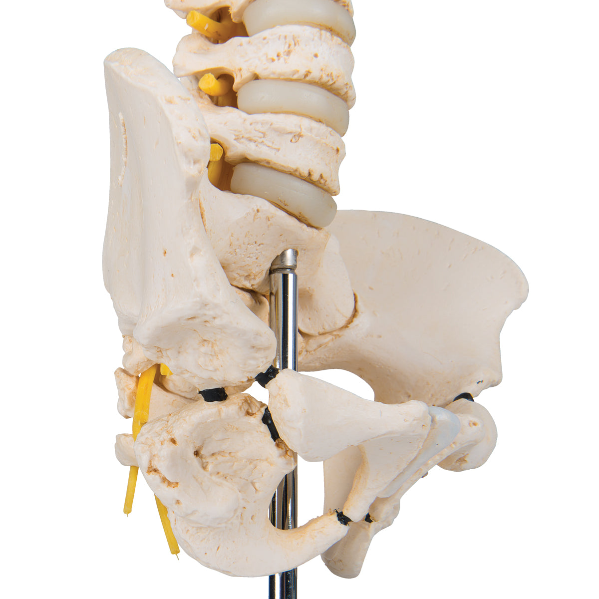 BONElike Child's Vertebral Column Model - 3B Scientific A52, view 13