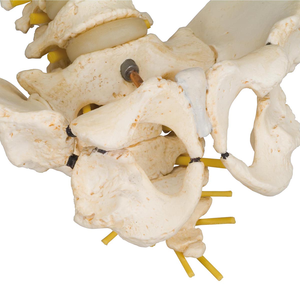 BONElike Child's Vertebral Column Model - 3B Scientific A52, view 14