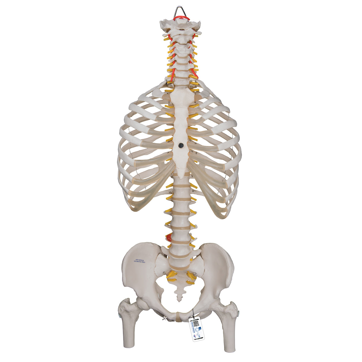 Classic Flexible Human Spine Model with Ribs & Femur Heads