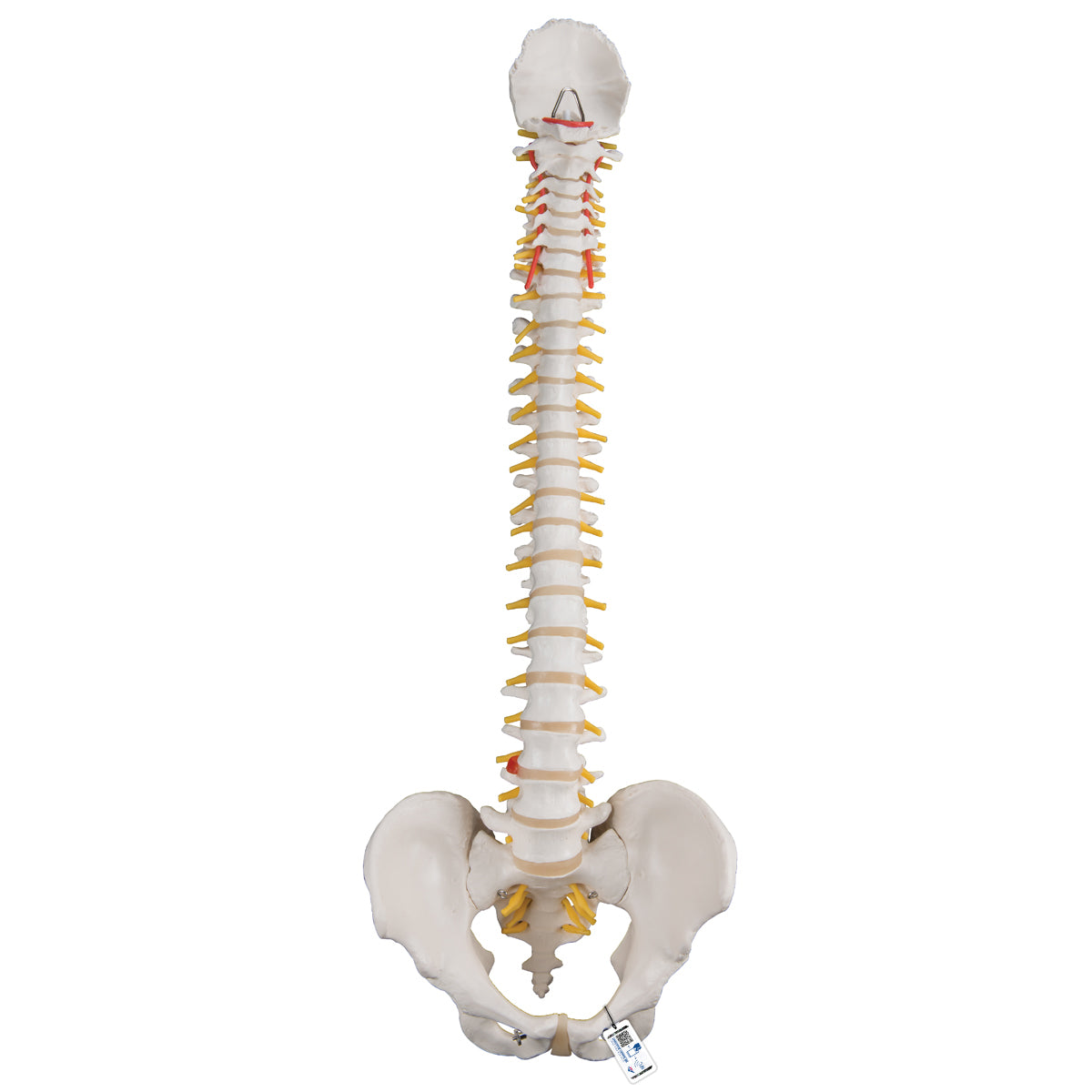Classic Flexible Human Spine Model A58/1