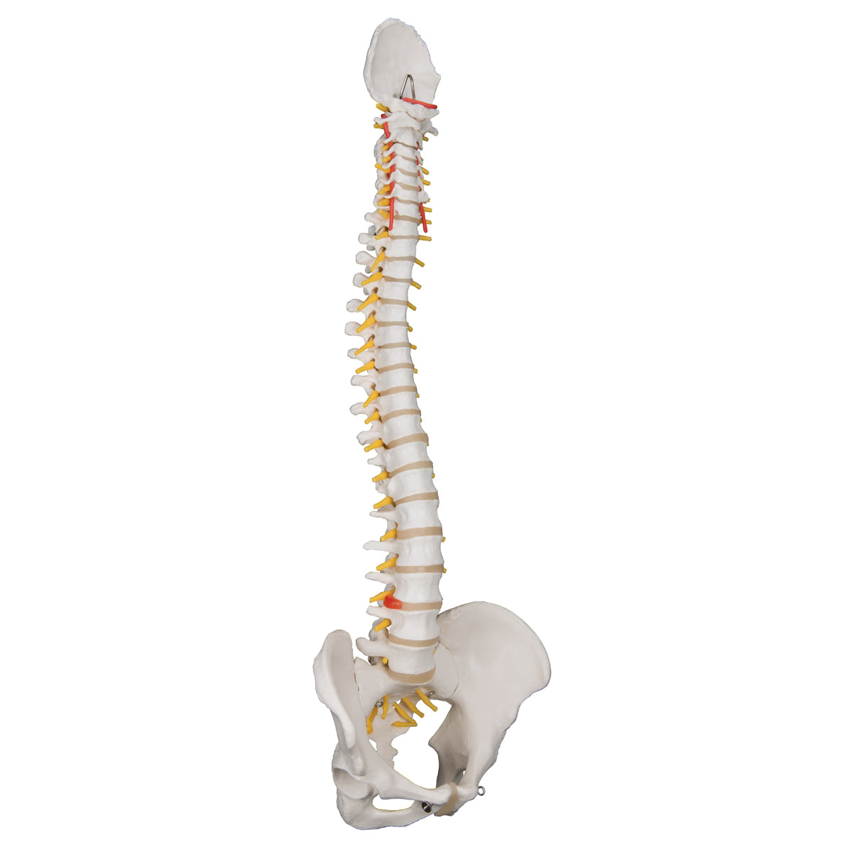 Classic Flexible Human Spine Model A58/1