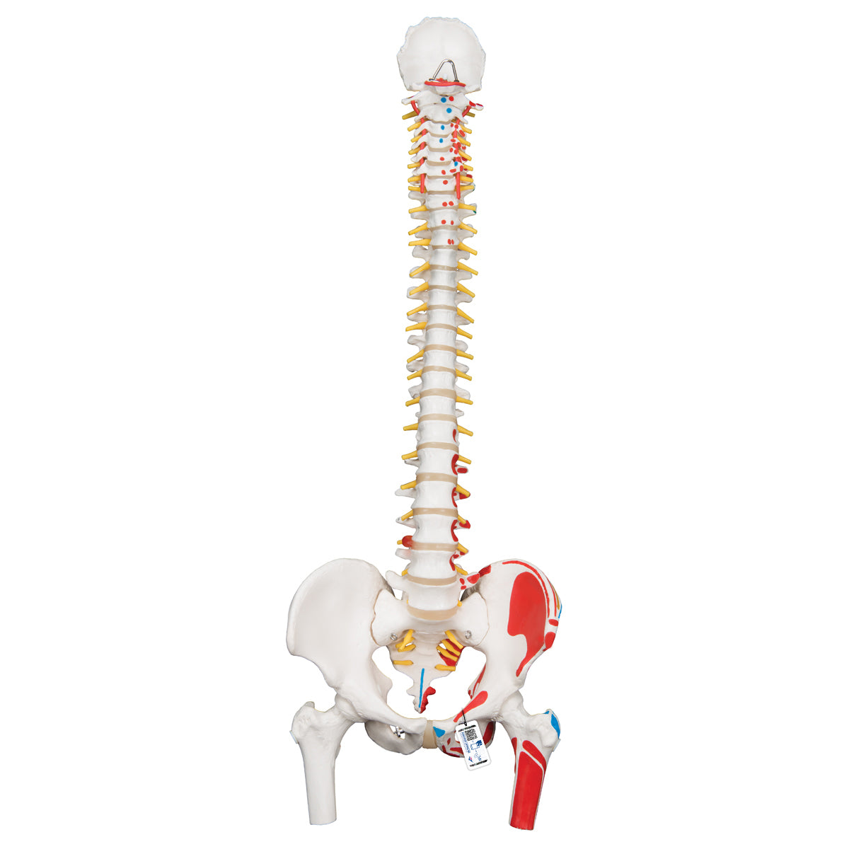 Classic Flexible Spine Model with Femur Heads and Painted Muscle