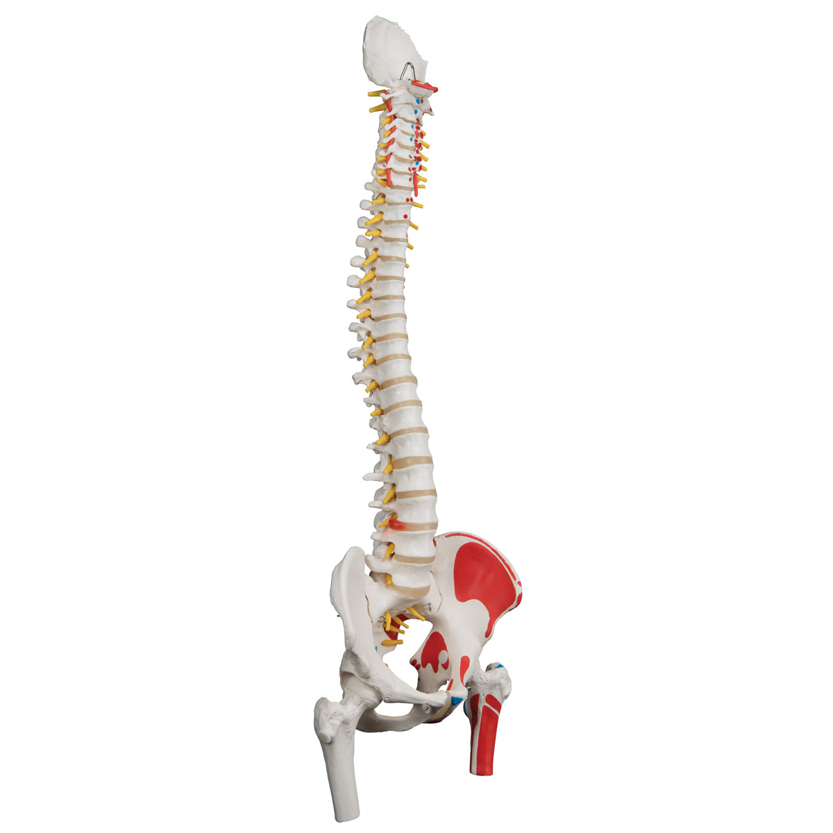 Classic Flexible Spine Model with Femur Heads and Painted Muscle