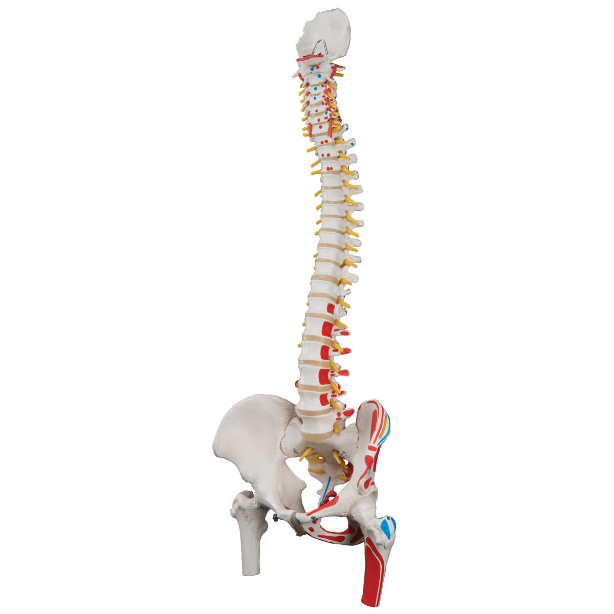Classic Flexible Spine Model with Femur Heads and Painted Muscle