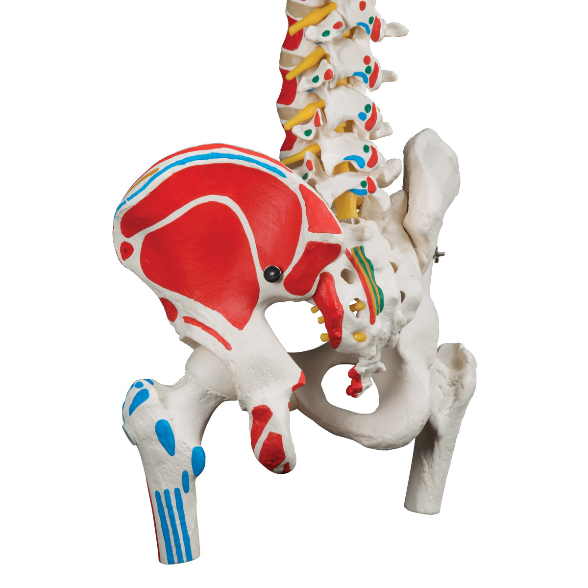 Classic Flexible Spine Model with Femur Heads and Painted Muscle