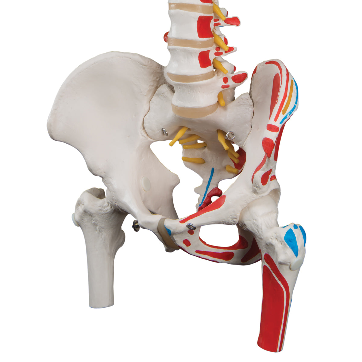 Classic Flexible Spine Model with Femur Heads and Painted Muscle