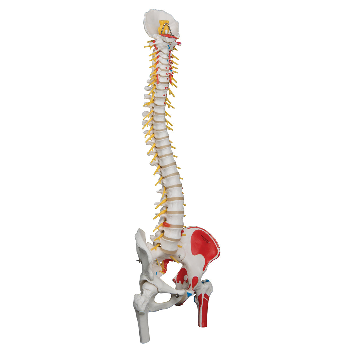 Deluxe Flexible Spine Model with Femur Heads, Painted Muscles & Sacral Opening
