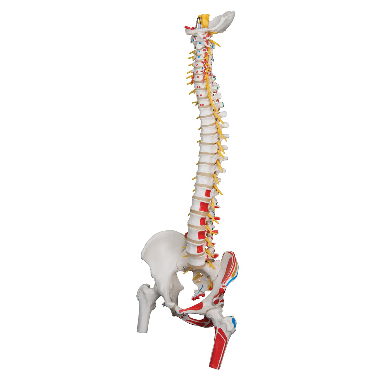 Deluxe Flexible Spine Model with Femur Heads, Painted Muscles & Sacral Opening