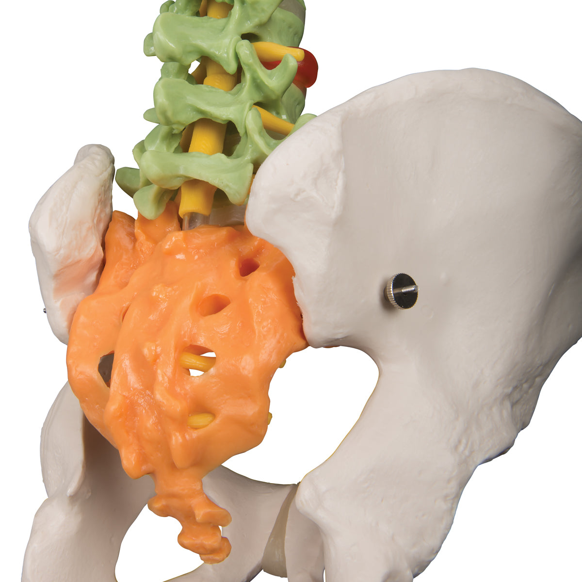 Didactic Flexible Human Spine Model