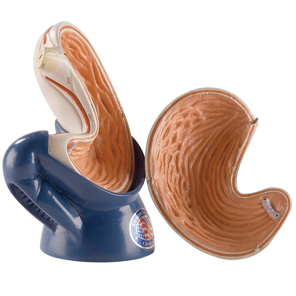Two-Part Stomach Model