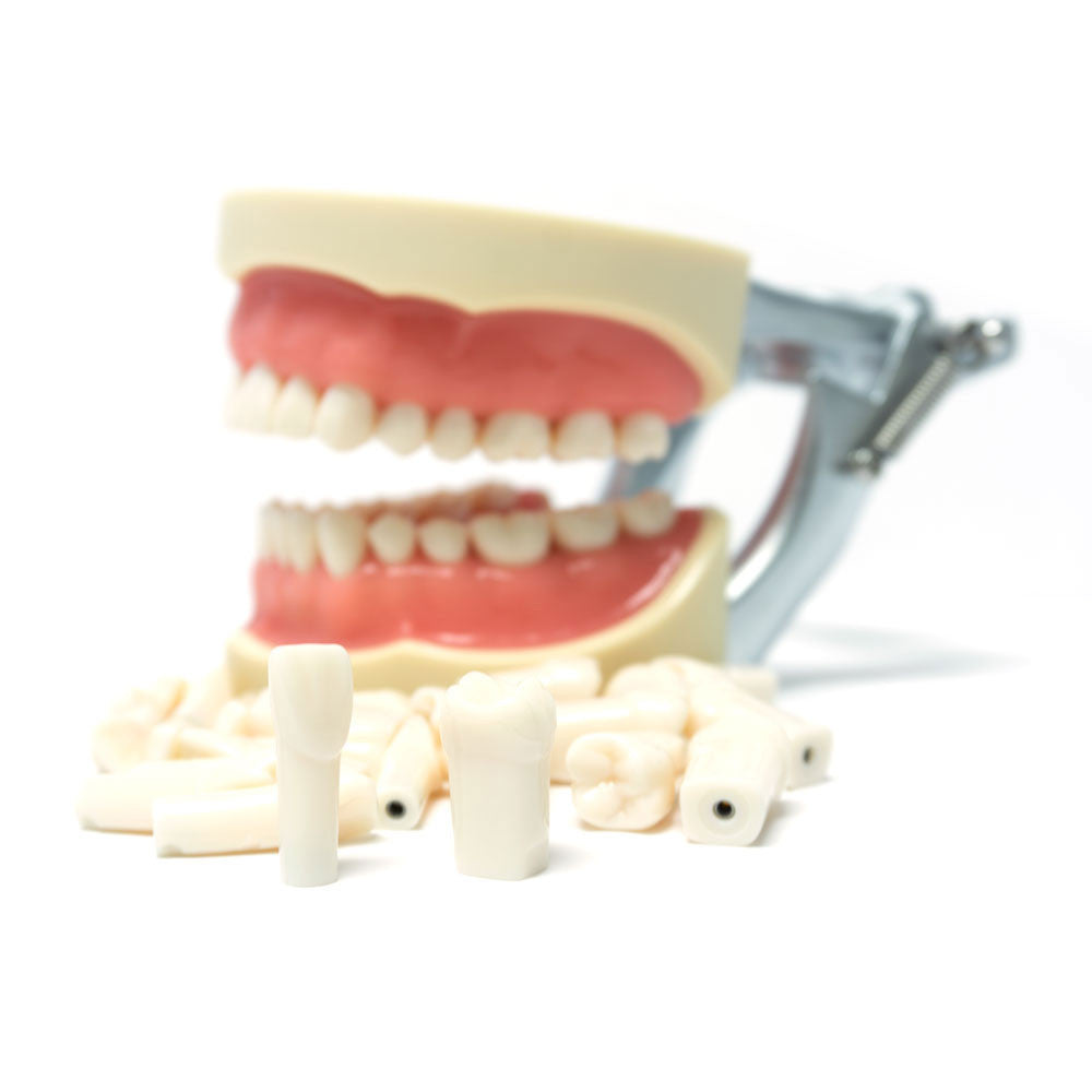 Replacement teeth for dental model