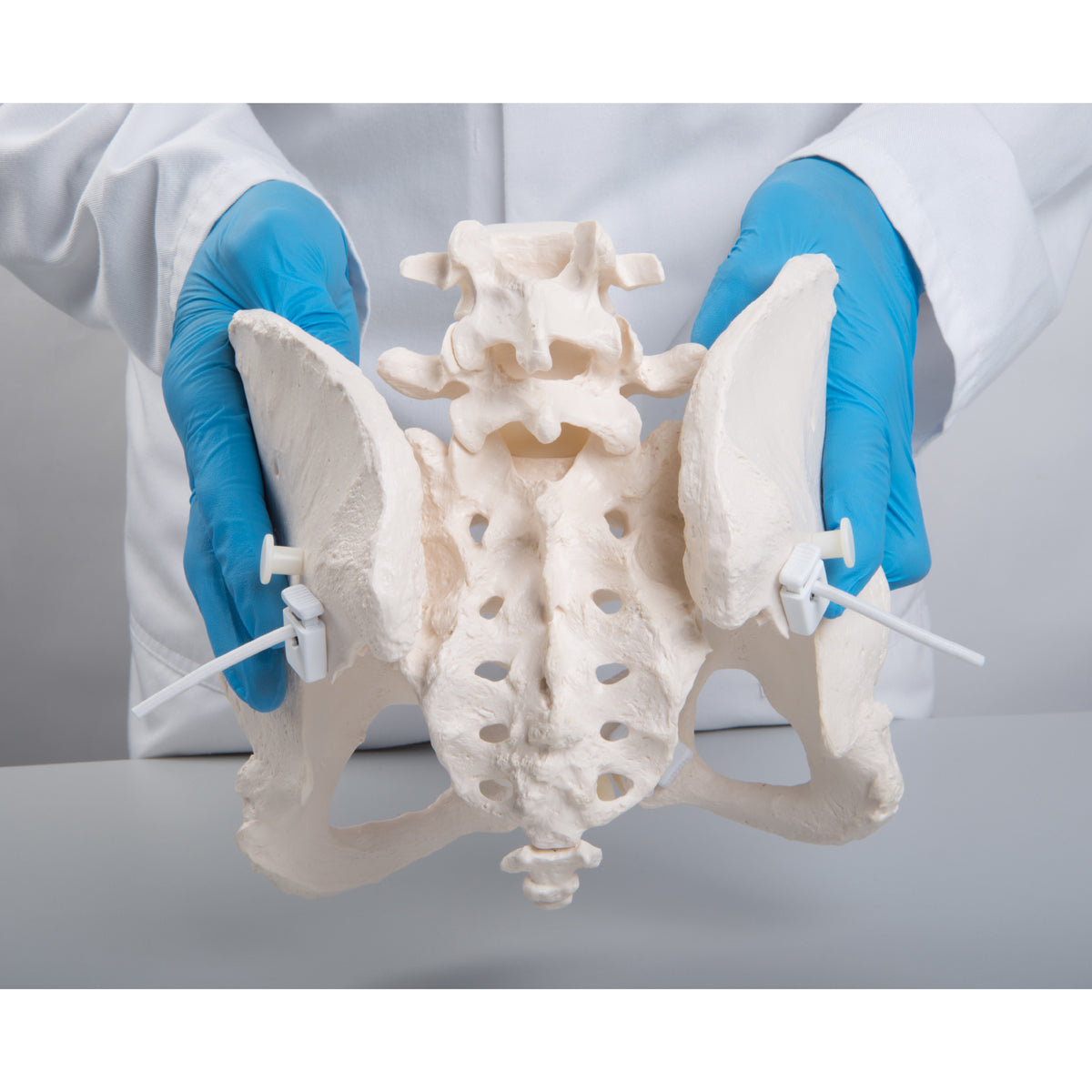Flexible Human Female Pelvis Model, Flexibly Mounted