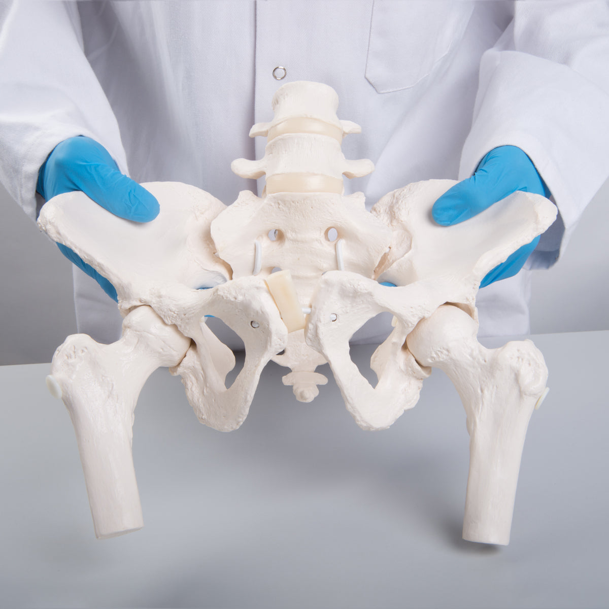 Flexible Human Female Pelvis Model with Femur Heads