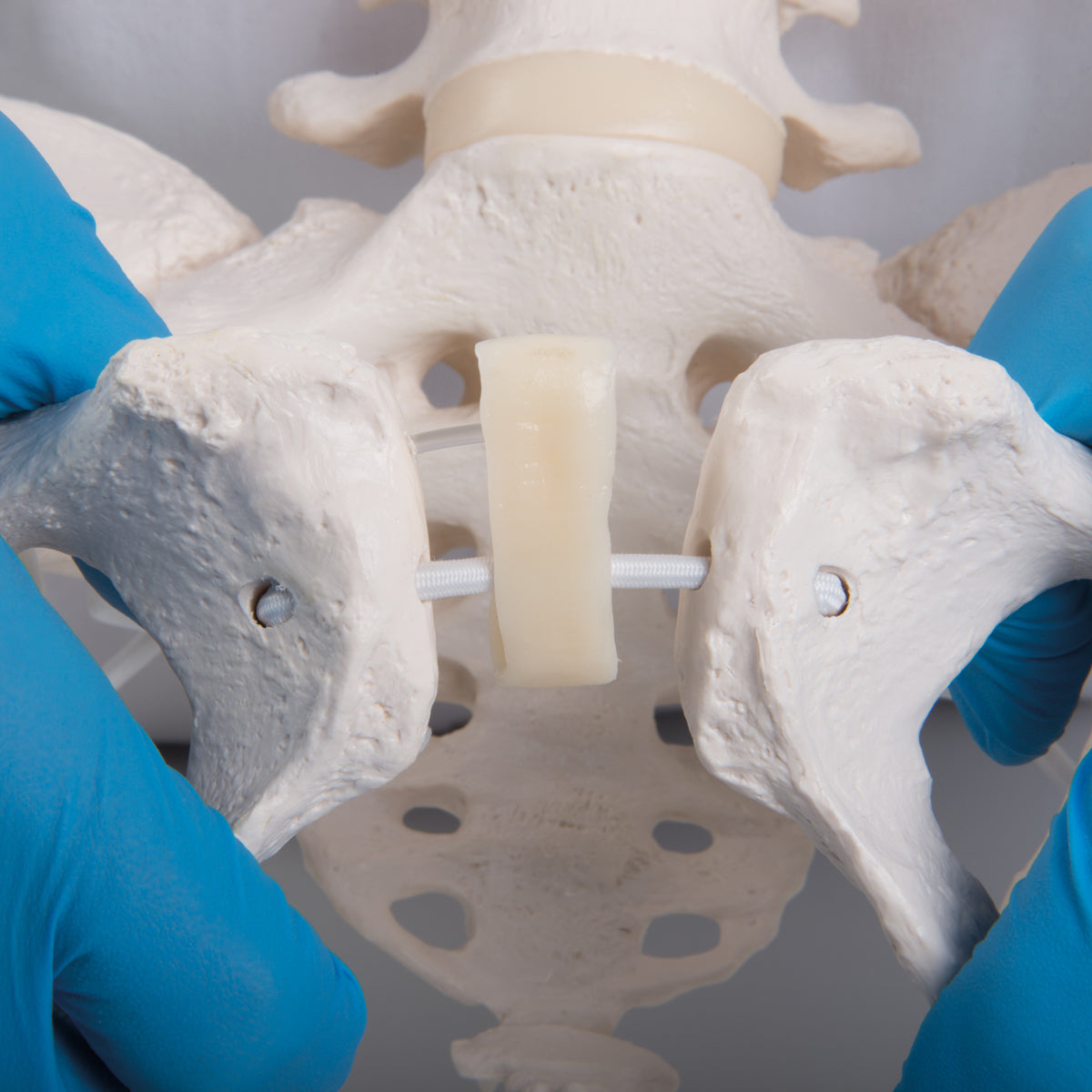 Flexible Human Female Pelvis Model with Femur Heads