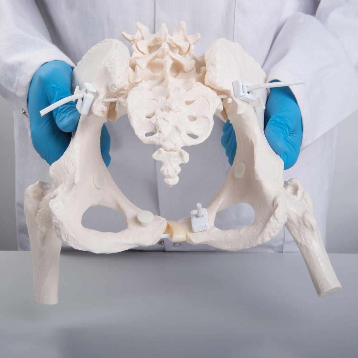 Flexible Human Female Pelvis Model with Femur Heads