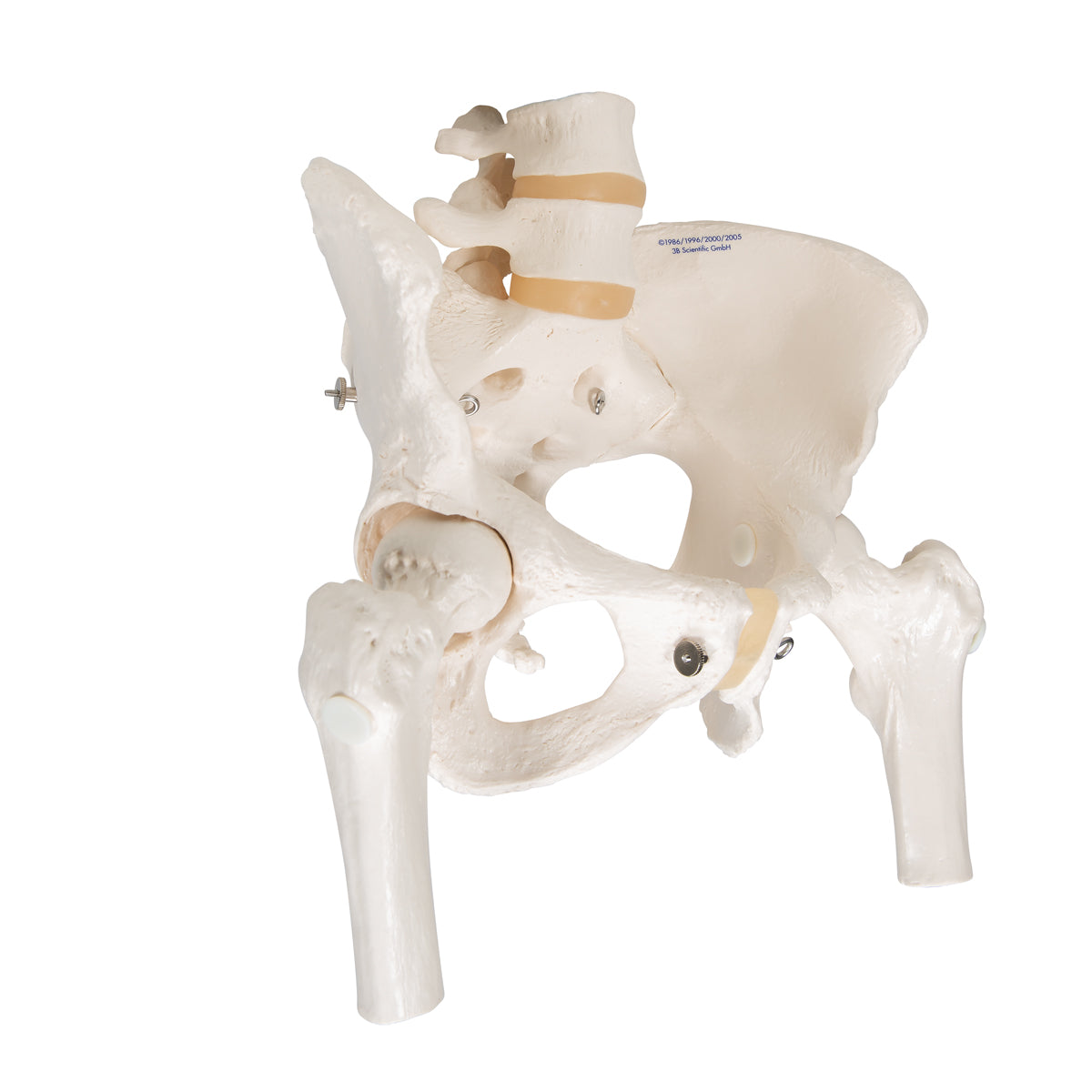 Human Pelvis Skeleton Model, Female with Movable Femur Heads