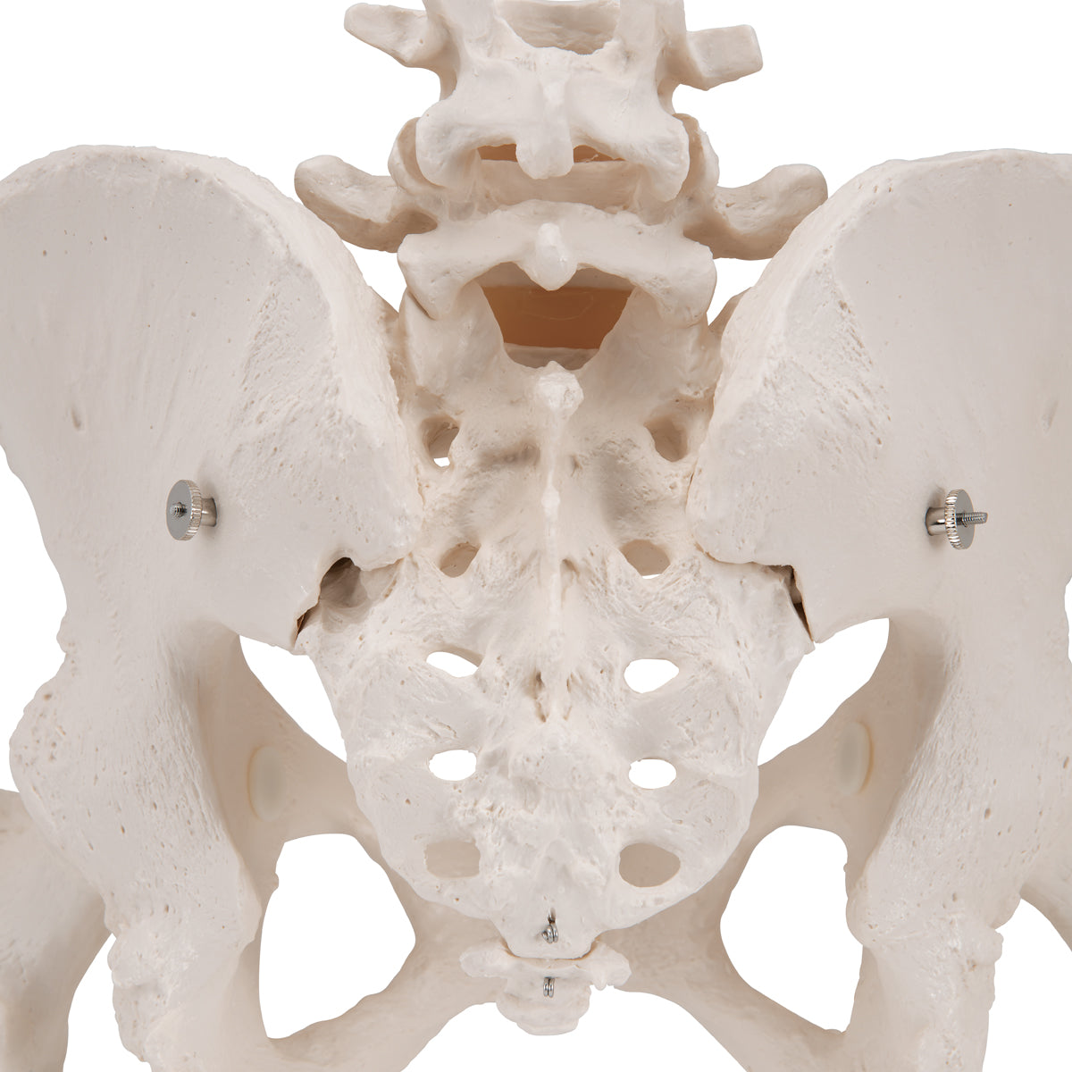 Human Pelvis Skeleton Model, Female with Movable Femur Heads