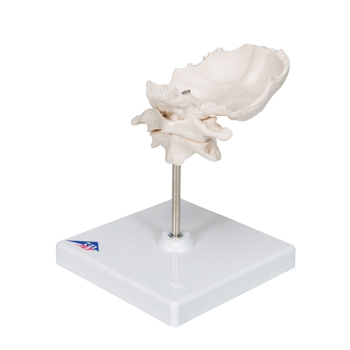 Atlas & Axis Model with Occipital Plate, Wire Mounted, on Removable Stand