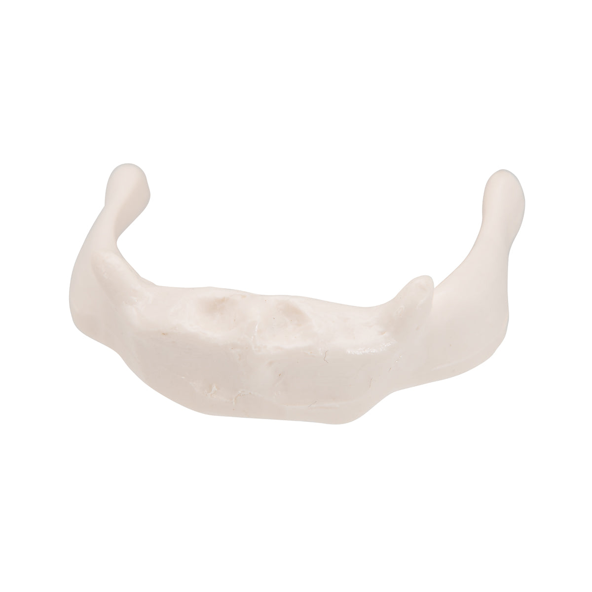 Human Hyoid Bone Model, on Stand
