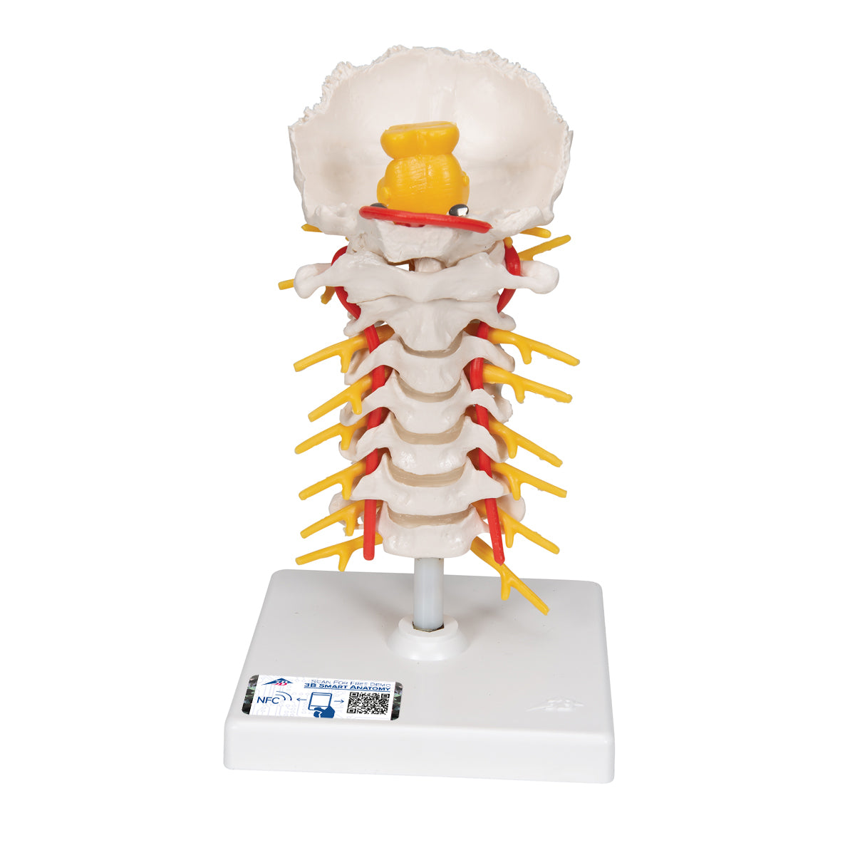 Cervical Human Spinal Column Model - 3B Scientific A72