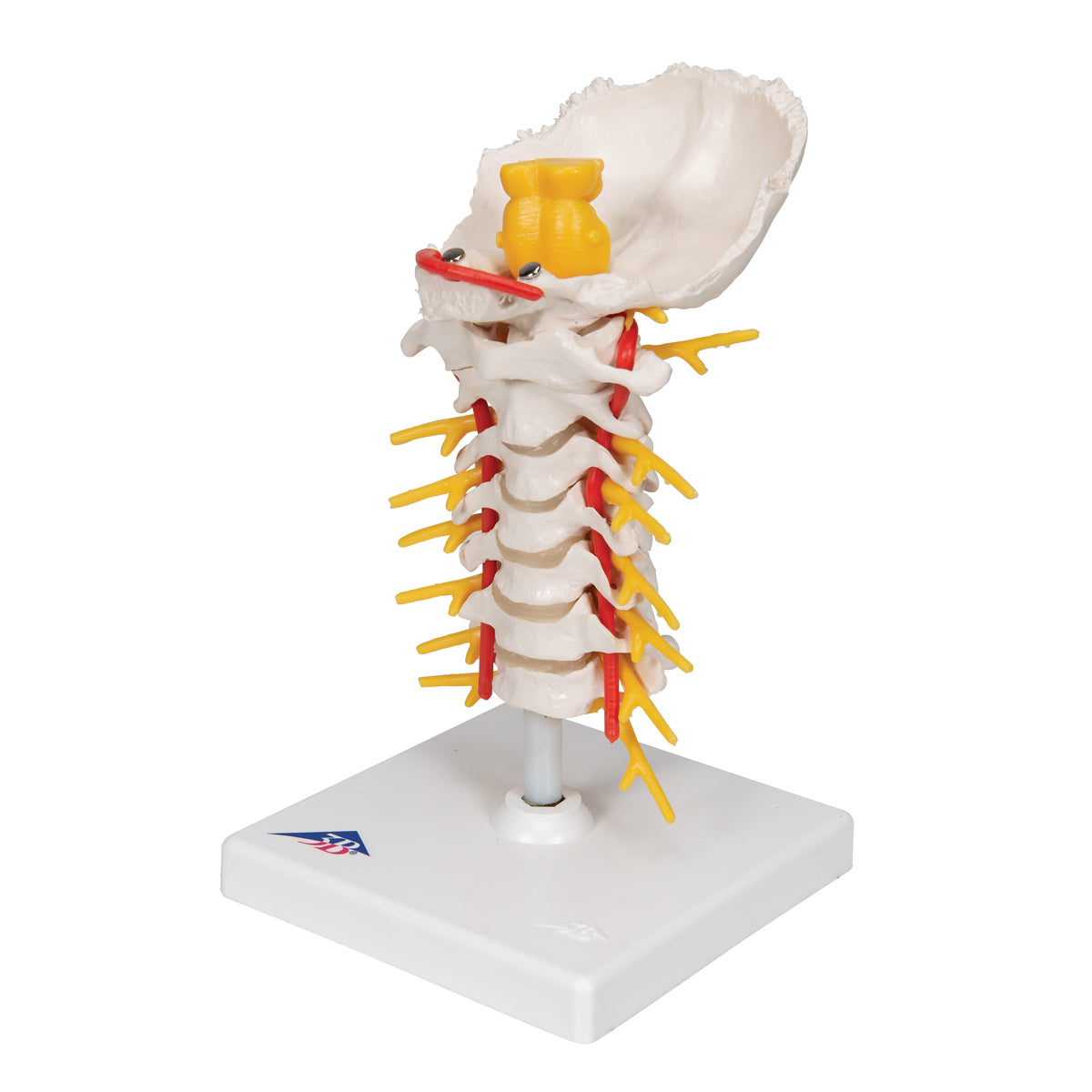 Cervical Human Spinal Column Model - 3B Scientific A72, view 11