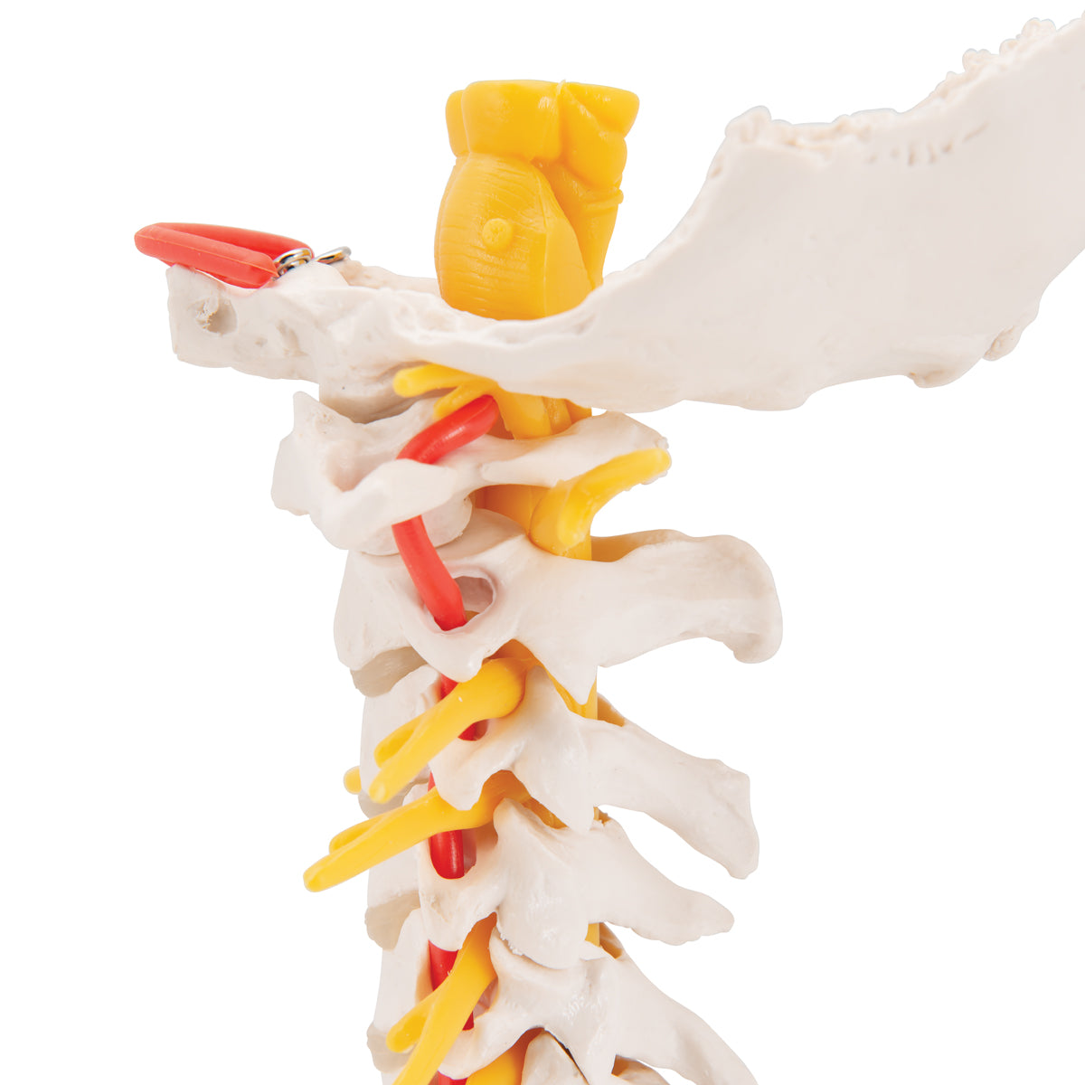 Cervical Human Spinal Column Model - 3B Scientific A72, view 13