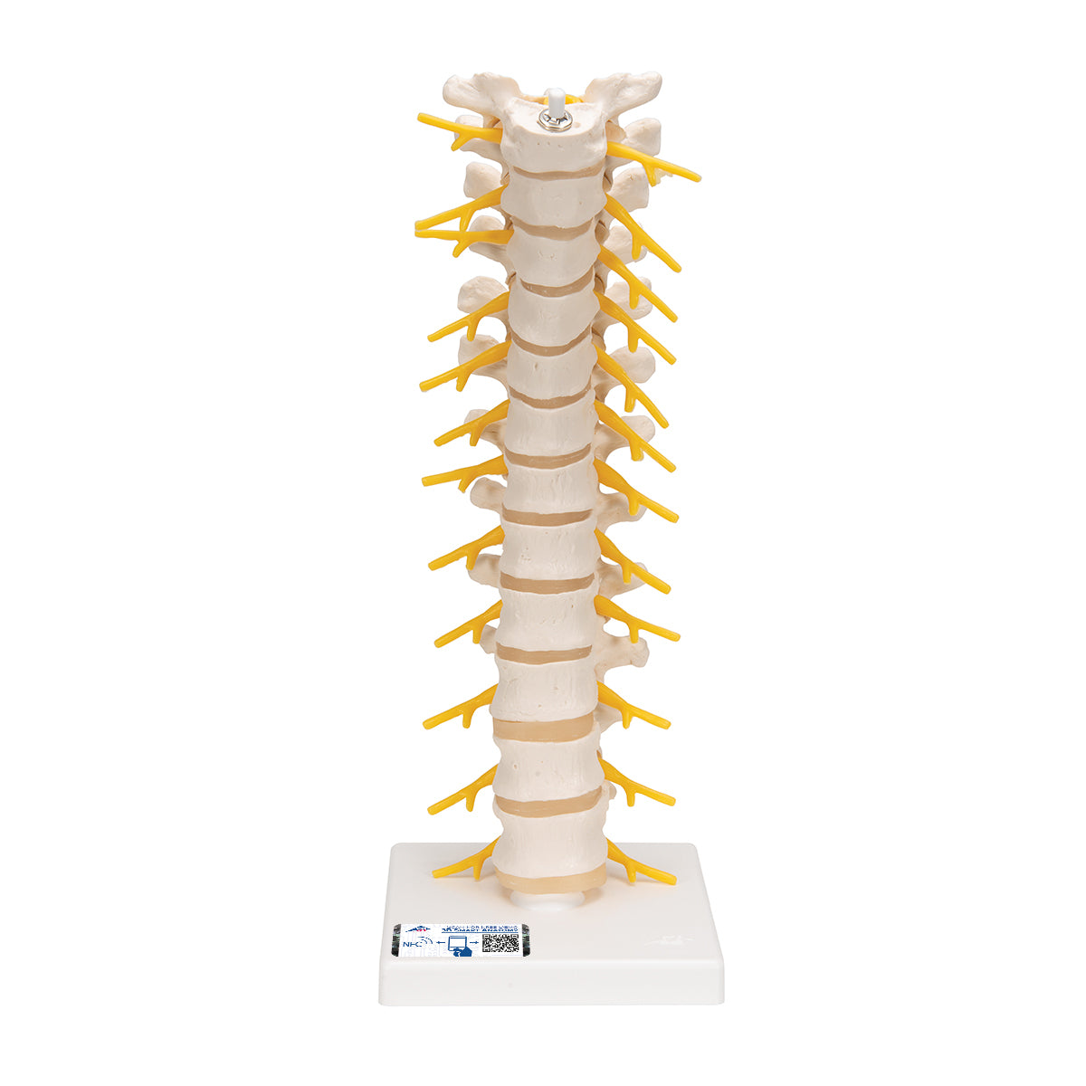 Thoracic Human Spinal Column Model - 3B Scientific A73, view 8