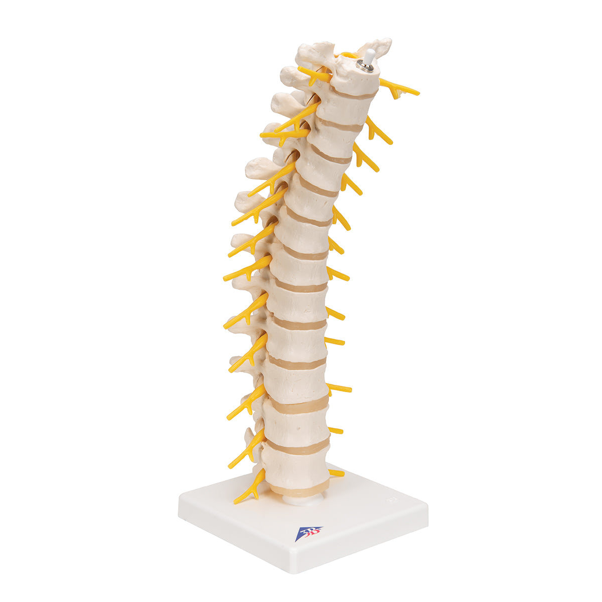 Thoracic Human Spinal Column Model - 3B Scientific A73, view 2