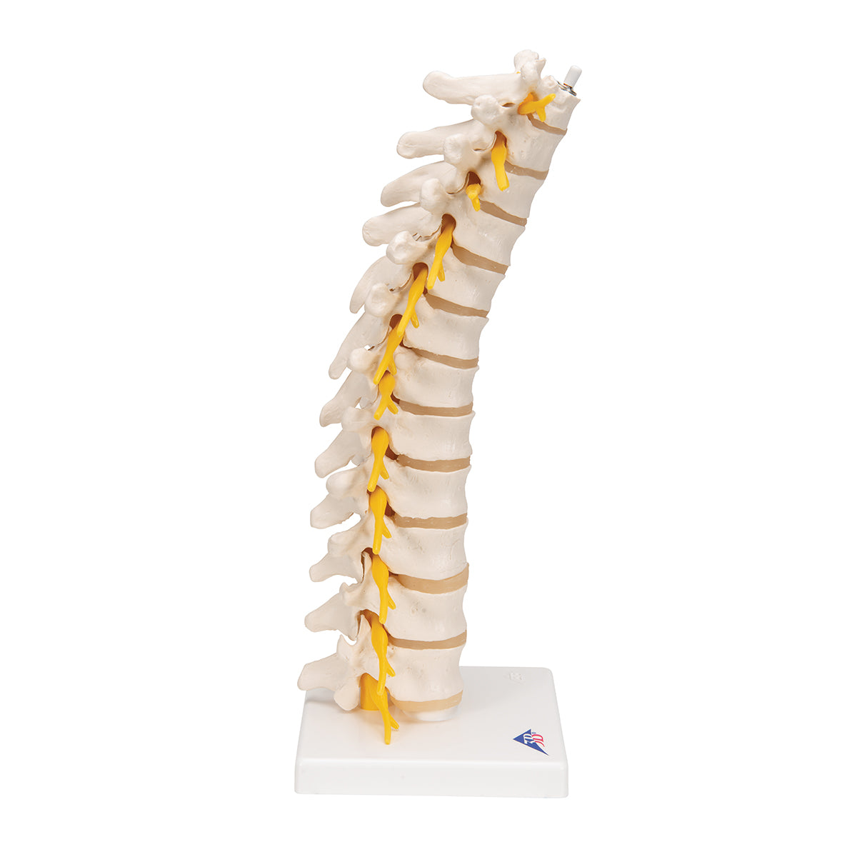 Thoracic Human Spinal Column Model - 3B Scientific A73, view 3