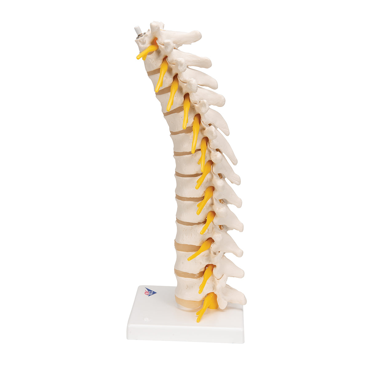 Thoracic Human Spinal Column Model - 3B Scientific A73, view 5