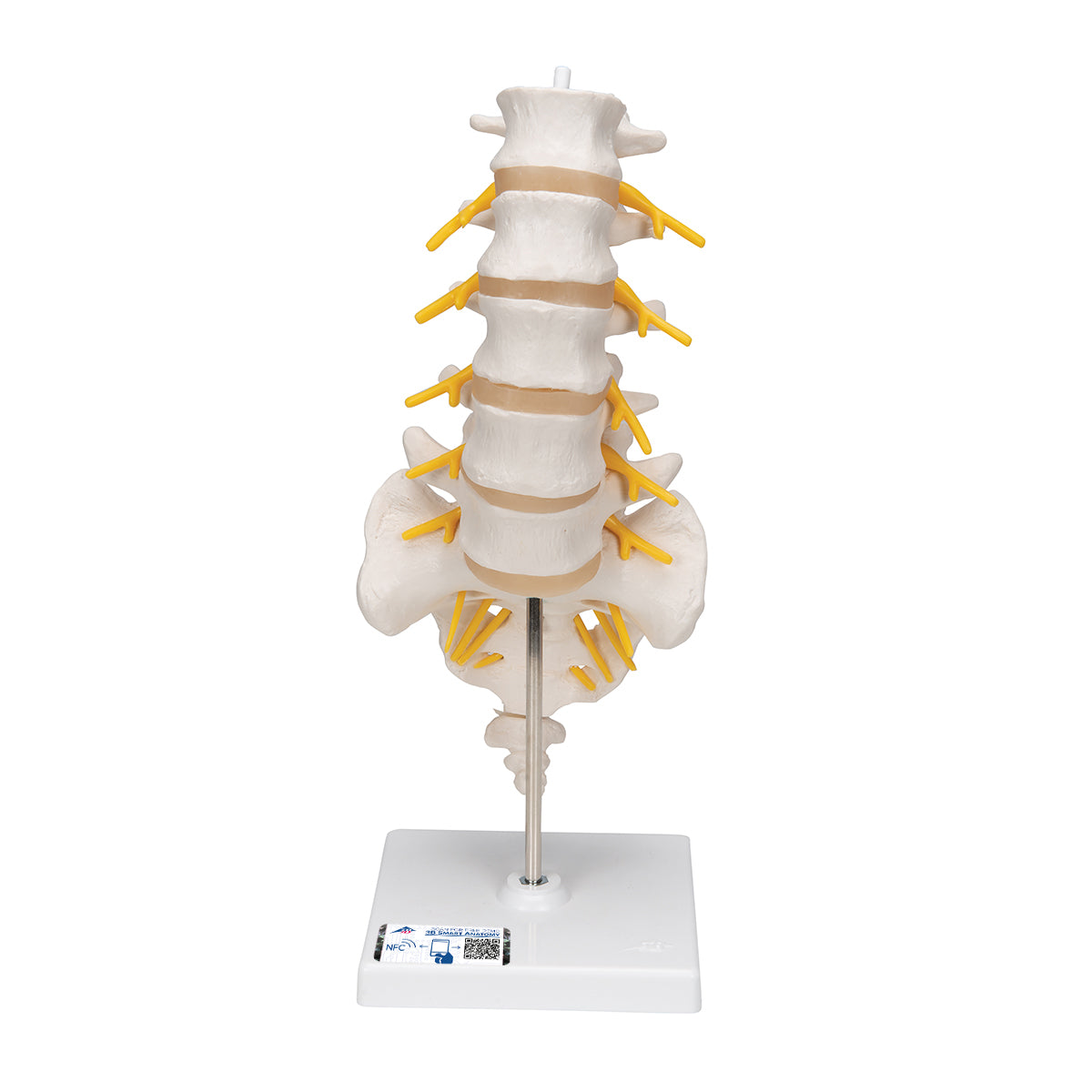 Lumbar Human Spinal Column Model - 3B Scientific A74, view 8